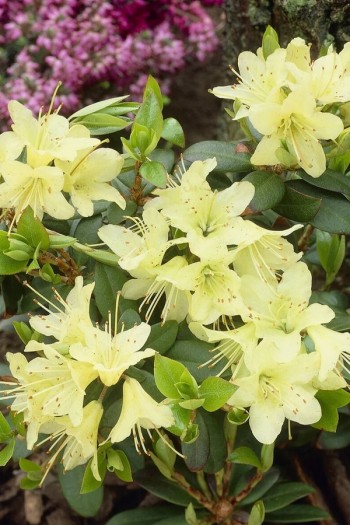 Рододендрон Принцесс Анне|Rhododendron ’Princess Anne’|Рододендрон Принцесс Анне